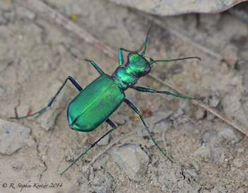 Cicindela sexguttata